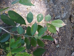 Pterocarpus acapulcensis