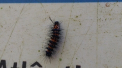 Lepidoptera