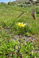 Ranunculus peduncularis