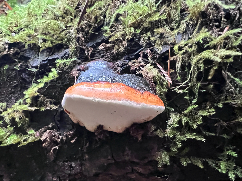 Fomitopsis mounceae · November 2025 · photo: © staffordcorey (iNaturalist, cc-by)