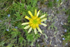 Ranunculus peduncularis