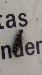 Lepidoptera