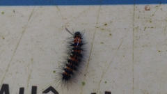 Lepidoptera