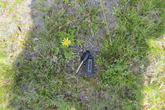 Ranunculus peduncularis