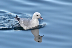 Southern Fulmar photo 2