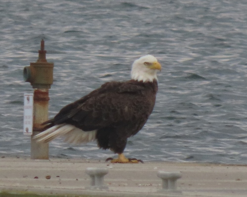 Bald Eagle