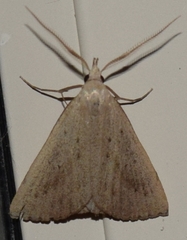 Macrochilo louisiana