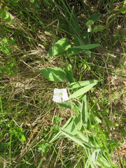 Calystegia spithamaea