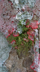 Herpothallon