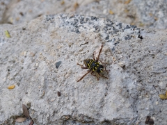 Meromacrus laconicus