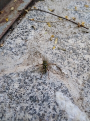 Meromacrus laconicus