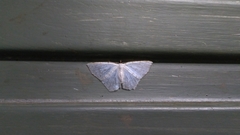 Ennominae