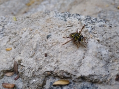 Meromacrus laconicus