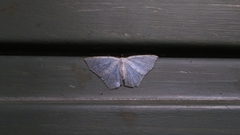 Ennominae