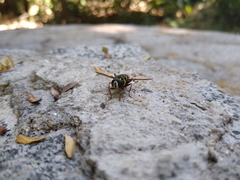 Meromacrus laconicus