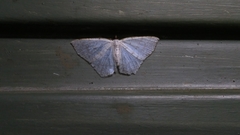 Ennominae