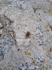 Meromacrus laconicus