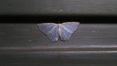 Ennominae