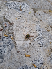 Meromacrus laconicus