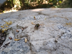 Meromacrus laconicus