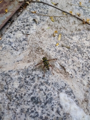 Meromacrus laconicus