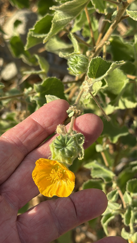 Abutilon californicum (Abutilon californicum)