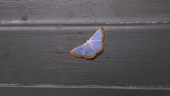 Leuciris institata