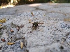 Meromacrus laconicus