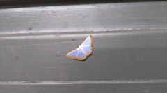 Leuciris institata