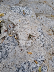 Meromacrus laconicus