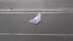 Leuciris institata