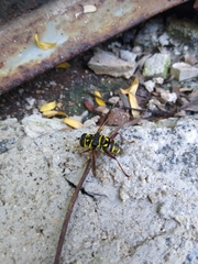 Meromacrus laconicus