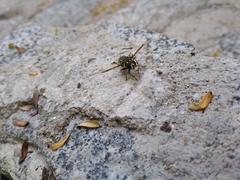 Meromacrus laconicus