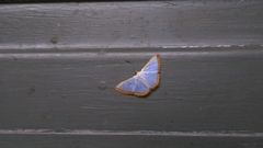 Leuciris institata
