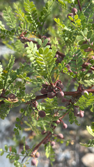Bursera exequielii, photograph author not stated, no rights reserved