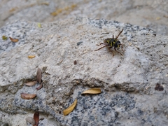 Meromacrus laconicus