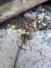 Meromacrus laconicus