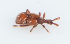 Clavigeritae