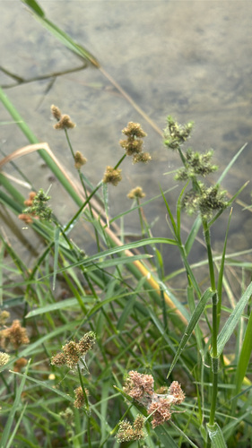 Western Umbrella-sedge (Fuirena simplex)