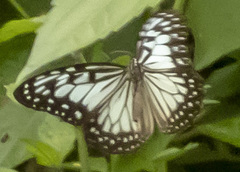 Ideopsis juventa