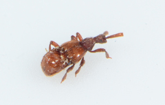 Clavigeritae