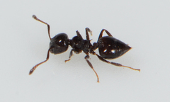 Clavigeritae
