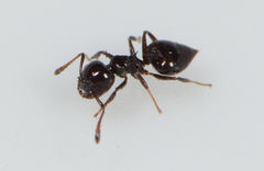 Clavigeritae