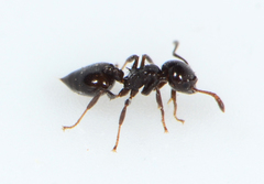 Clavigeritae