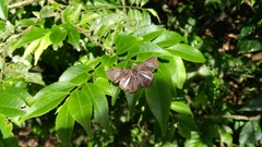 Pythonides lancea