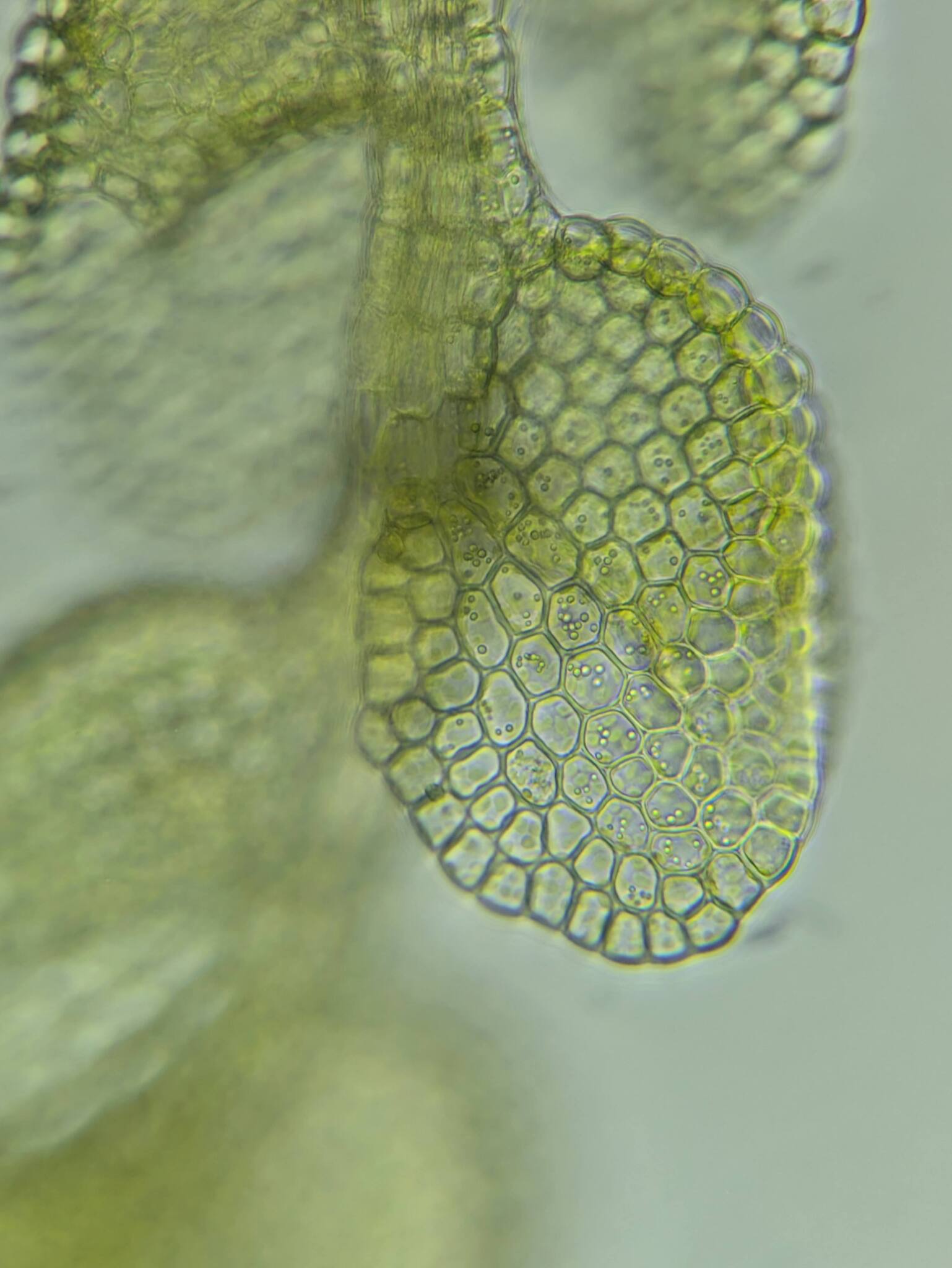 Metalejeunea cucullata