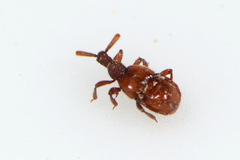 Clavigeritae