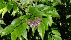 Pythonides lancea