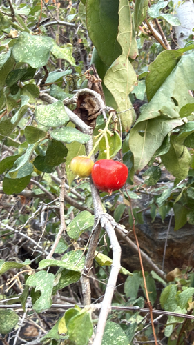 Gulf Malpighia (Malpighia diversifolia)