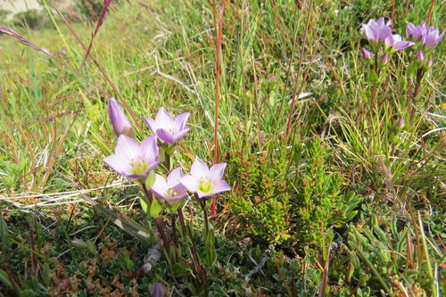 Gentianella magellanica, photograph 4